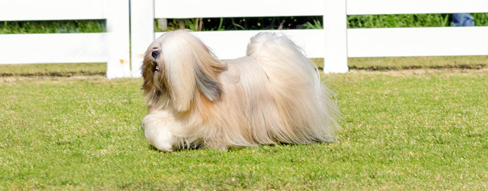 Lhasa Apso