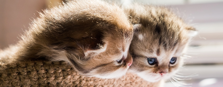 Little cute kittens of British breed in a knitted basket. 