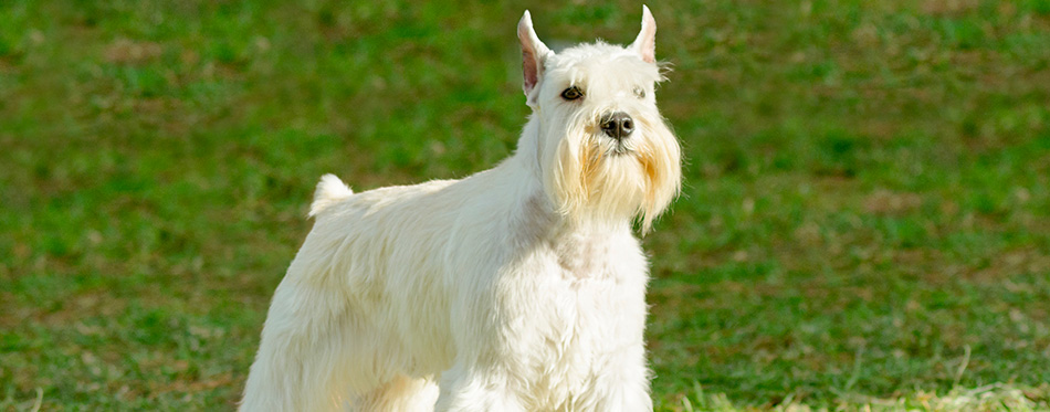 Miniature Schnauzer