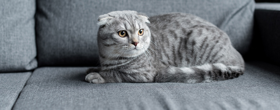 Scottish fold cat