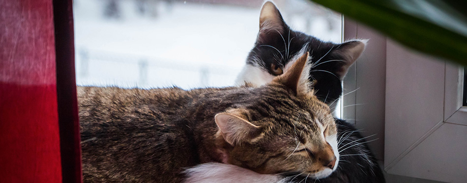 Two adult young cats black-white and tabby lie together on a white windowsill