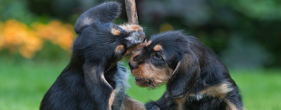 Two playing Otterhound puppies