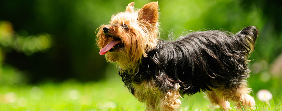 Yorkshire Terrier Dog Sticking Its Tongue Out