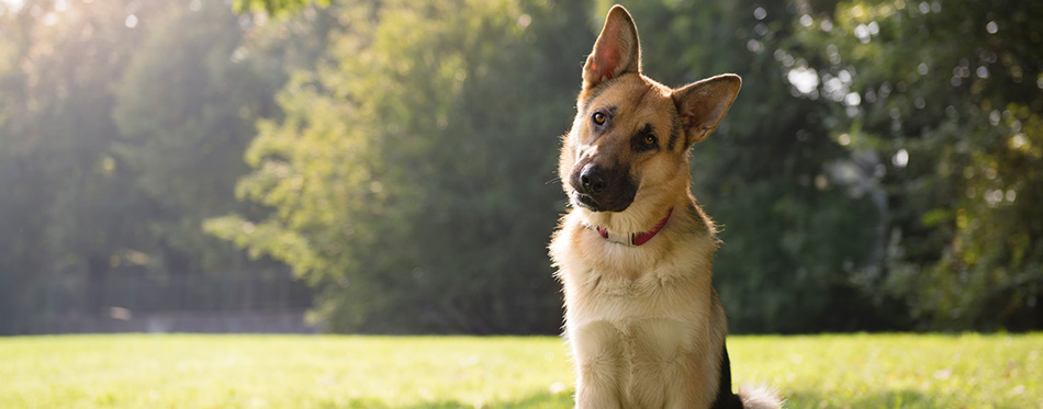 Young purebreed alsatian dog in park