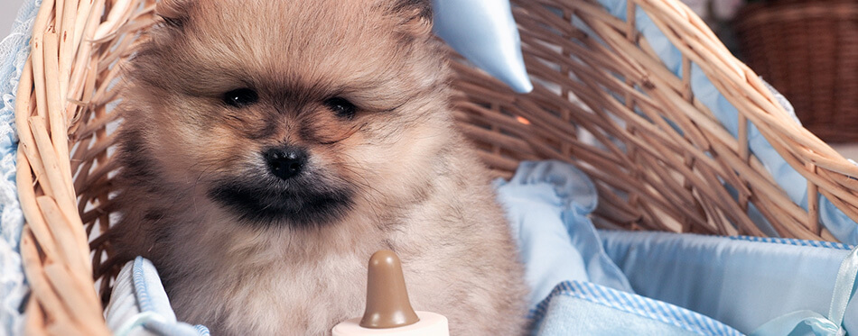 Cute puppy in a baby cradle with a bottle