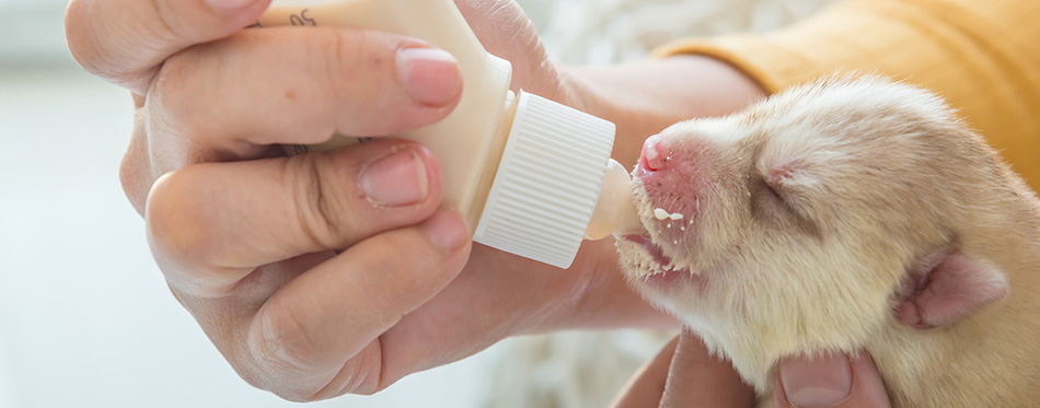 Feeding a newborn puppy formula from a bottle closeup
