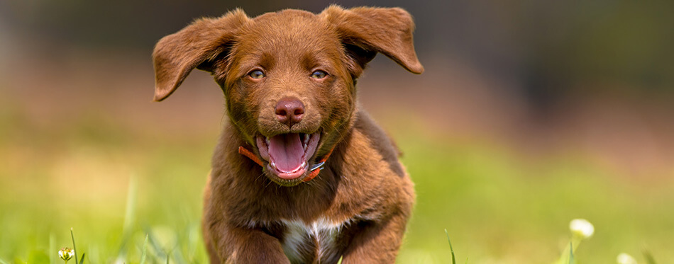 Little dog running with flapping ears