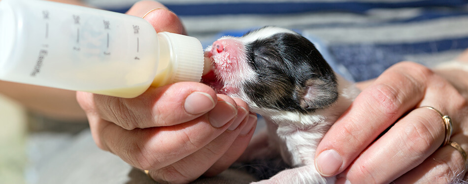 Puppy fed of baby bottle