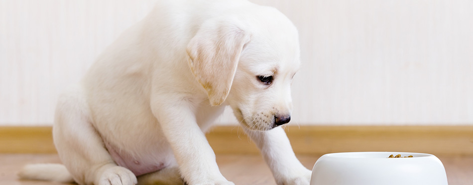 Puppy sitting near his bowl with food 