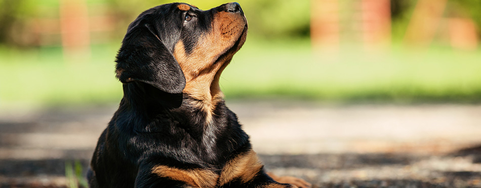 Rottweiler puppy on a playground