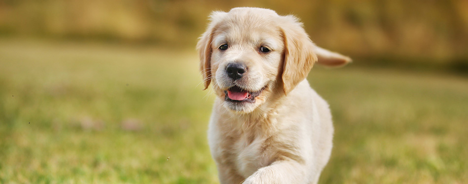 Running golden retriever puppy