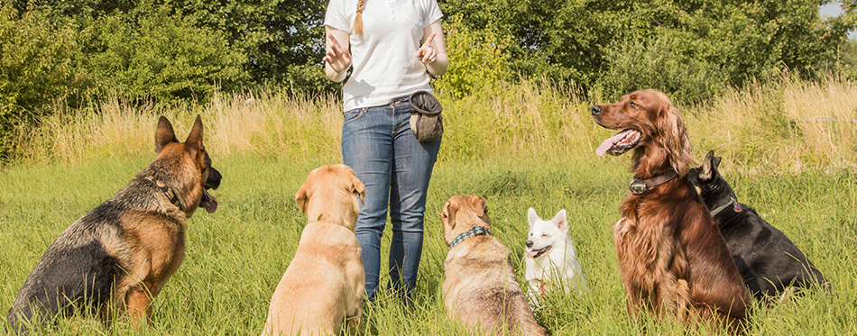 A group of dogs listen to the commands of the dog trainer