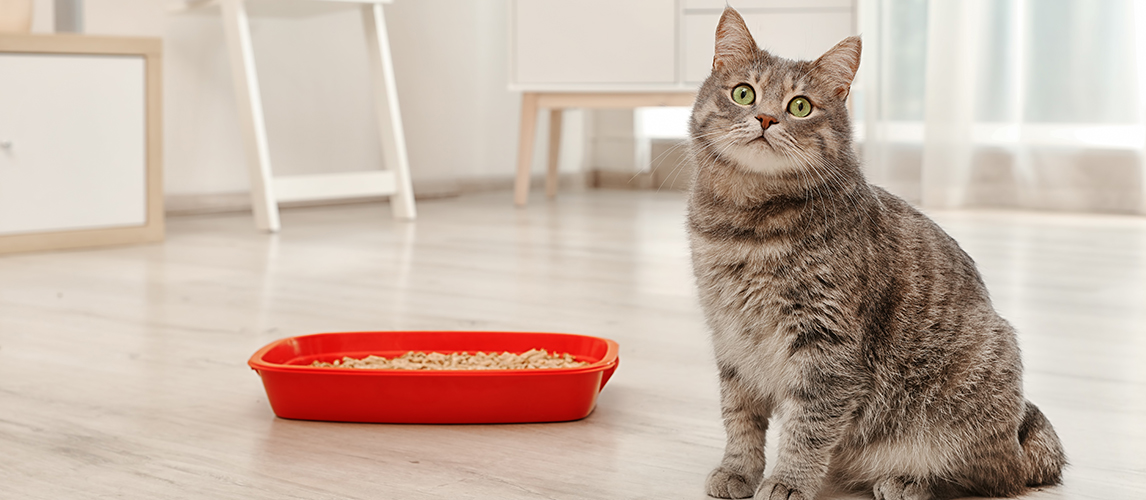 Adorable grey cat near litter box indoors. Pet care  N