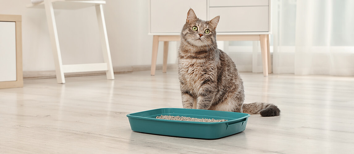 Adorable grey cat near litter box indoors