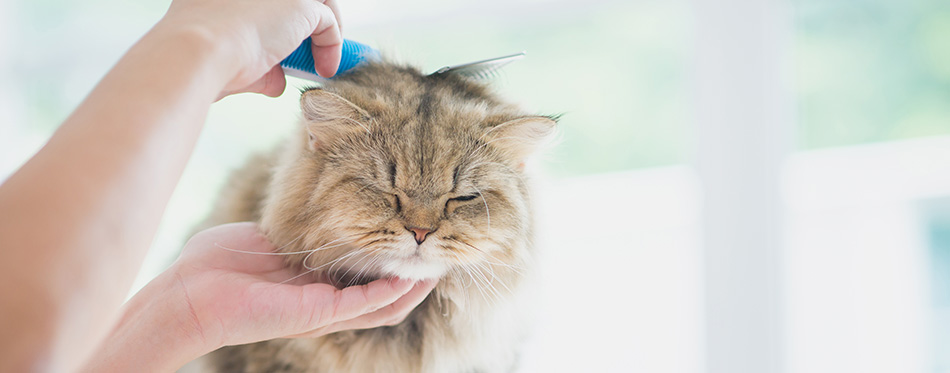 Asian woman using a comb brush the Persian cat