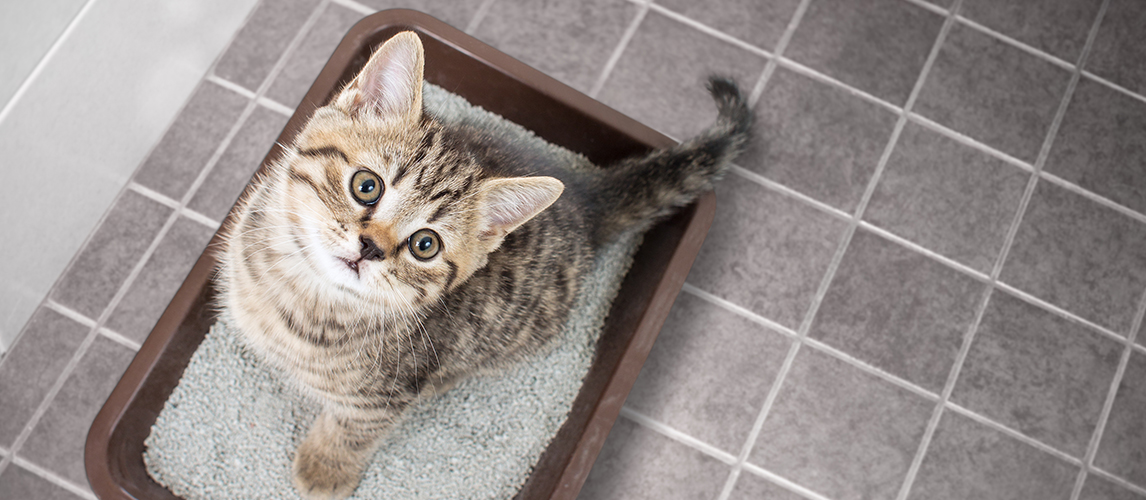 Cat top view sitting in litter box with sand on bathroom floor