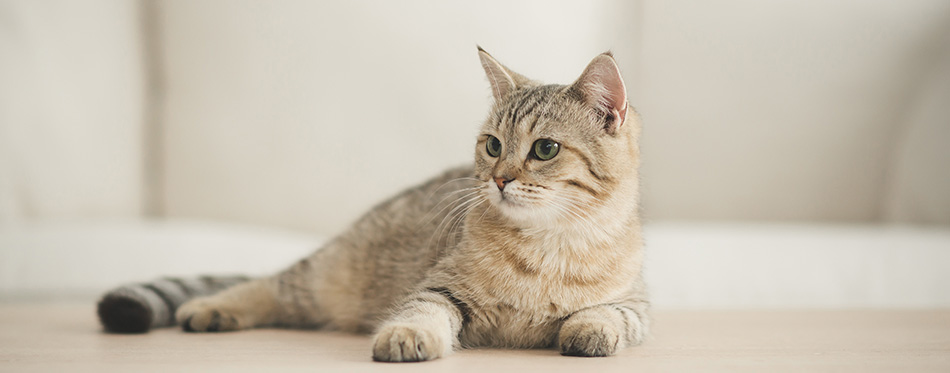 Cute cat lying on wooden table in living room