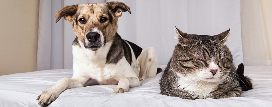 Cute playful dog looking at tranquil lying cat on covered with white sheet bed in bedroom