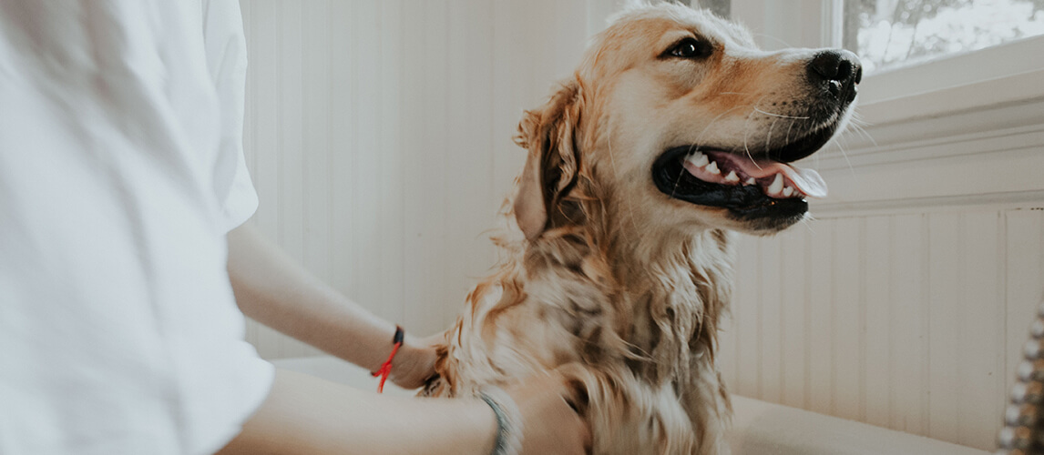 Dog Bathing