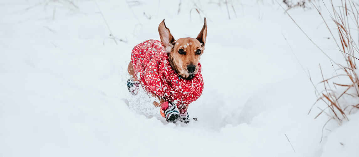 Dog Runing