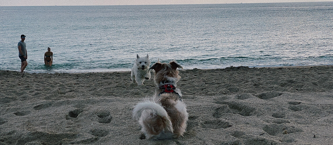 Dog at Beach