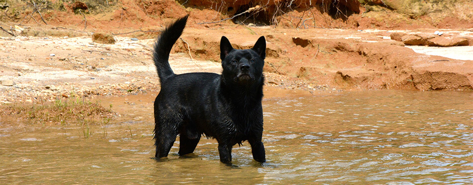 Kai Ken in lake water