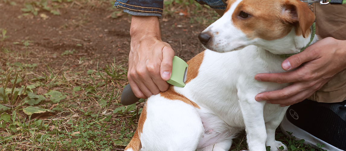 Person combs dog with a metal grooming comb. seasonal molting of pets and removal of excess undercoat by the owner