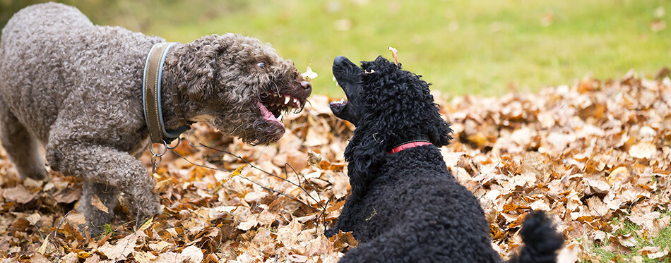 Two dogs are fighting outdoor.