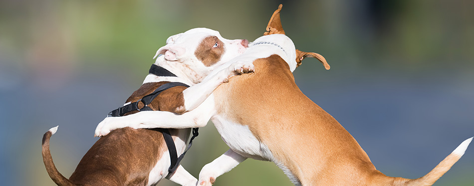 Wild play of two dogs at a park.