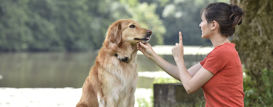 Woman training dog at the park