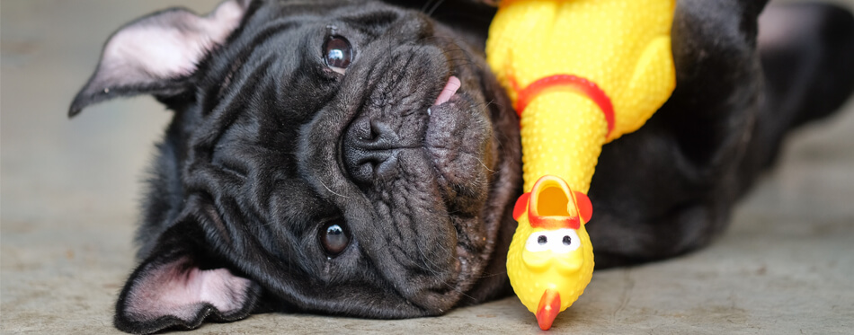 dog with a chicken toy