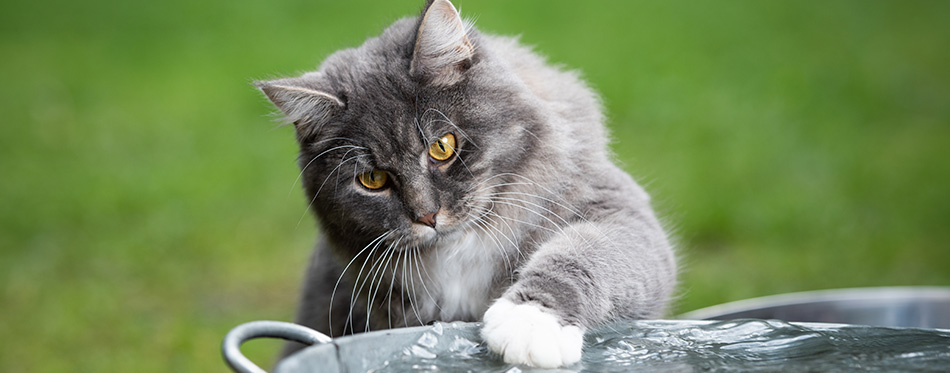 front view of a curious blue tabby maine coon cat playing with water in metal bowl outdoors on grass touching water with paw looking at it