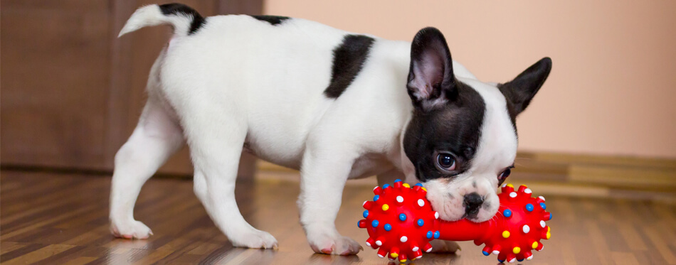 puppy with a squeaky toy
