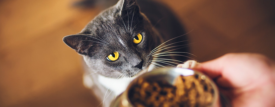 A cute grey domestic hungry cat with yellow eyes ask for dry food, which is in a bowl in the person's hand.