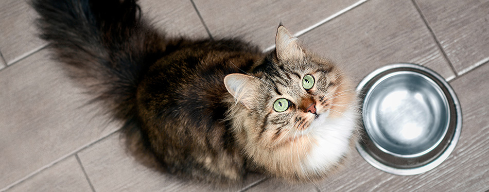 A hungry cat sits by an empty bowl and silently asks for food.