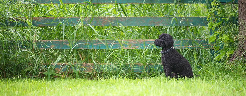 A little miniature poodle watching over his yard in the summer with his invisible fencing collar on with room for text.