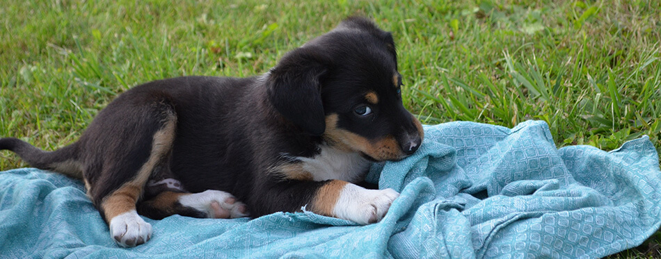 A little puppy chewing its blanket.