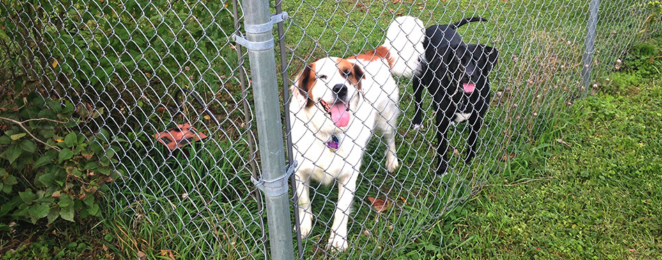 A pair of dogs, one black and one white and brown, are seen through a chainlink fence.