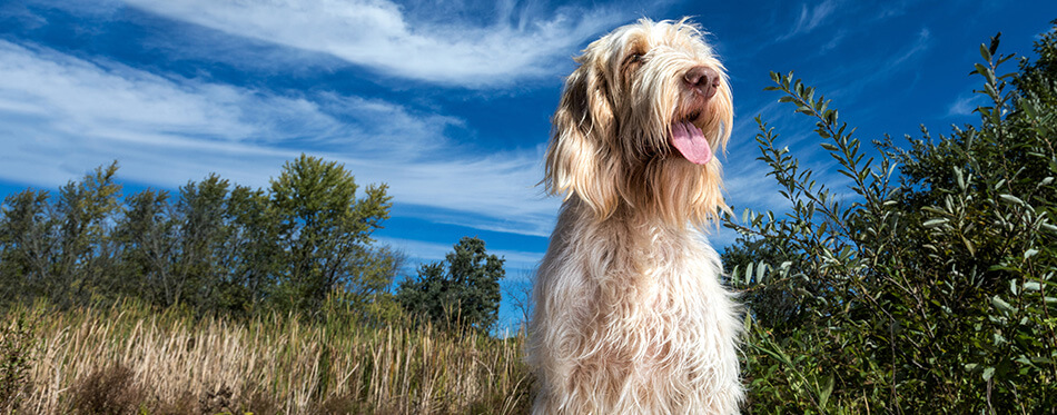 A spinone italiano dog sitting majestically on a boardwalk looking towards the setting sun.