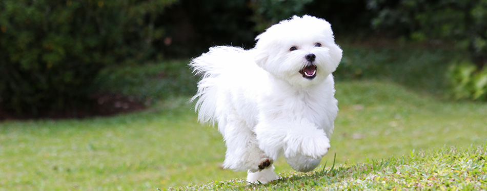 A white maltese dog running on green grass and plants background