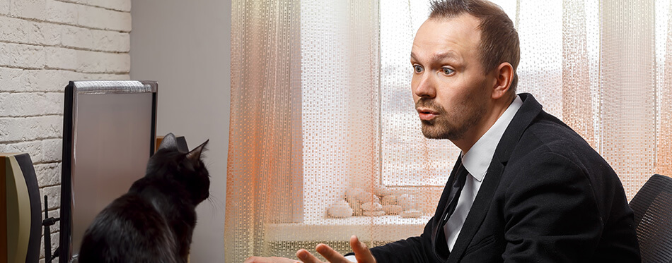 A young male manager works at a computer in the office. A black cat on the table prevents a man from working. 