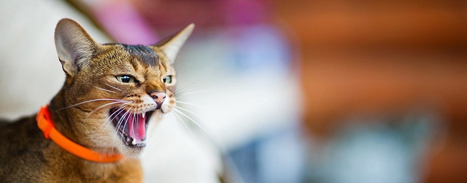 Abyssinian cat opened its mouth, hisses and looks in front of itself. Blurred background. copy space