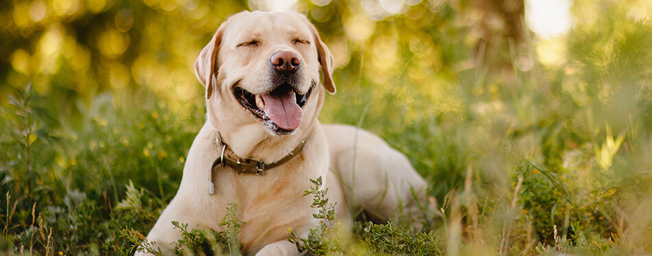 Active, smile and happy purebred labrador retriever dog outdoors in grass park on sunny summer day.