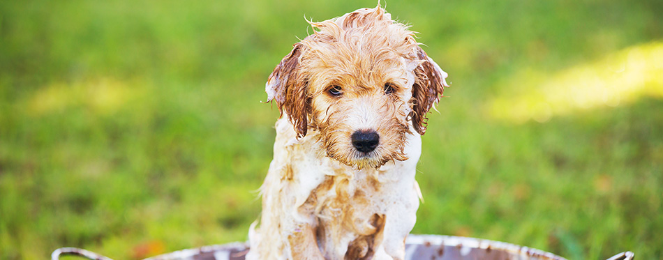 Adorable Cute Young Puppy Outside in the Yard Taking a Bath Covered in Soapy Bubbles