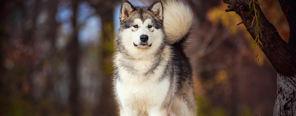 Alaskan Malamute on nature in the autumn park on a background of red and yellow leaves.