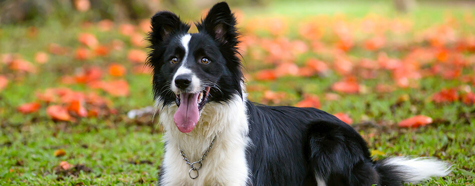 Attentive border collie dog lying down on the grass on a sunny day