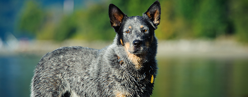 Australian Cattle Dog outdoor portrait standing by lake