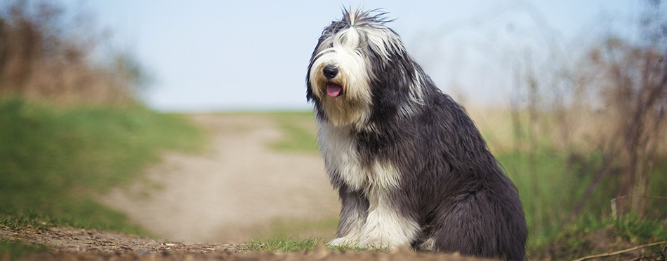 Bearded Collie