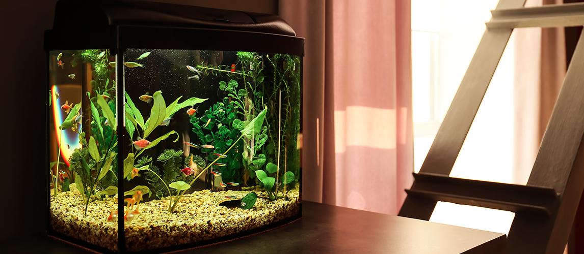 Beautiful aquarium on table in room