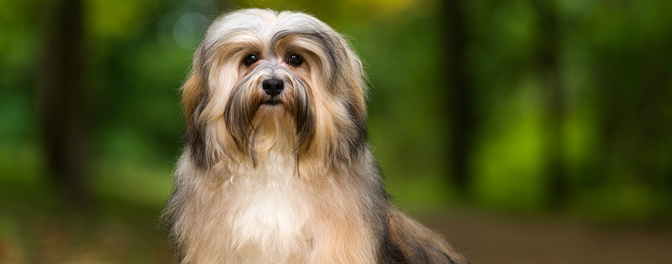 Beautiful young havanese dog is sitting on a gravel forest road in soft light in late summer